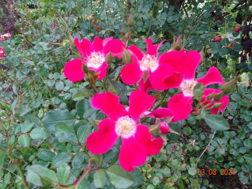  - Trandafiri 2024 4