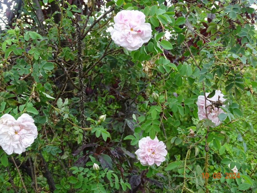  - Trandafiri 2024 4