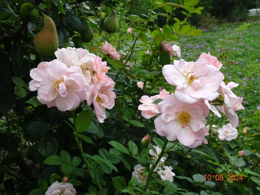  - Trandafiri 2024 4