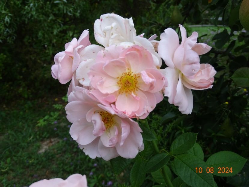  - Trandafiri 2024 4