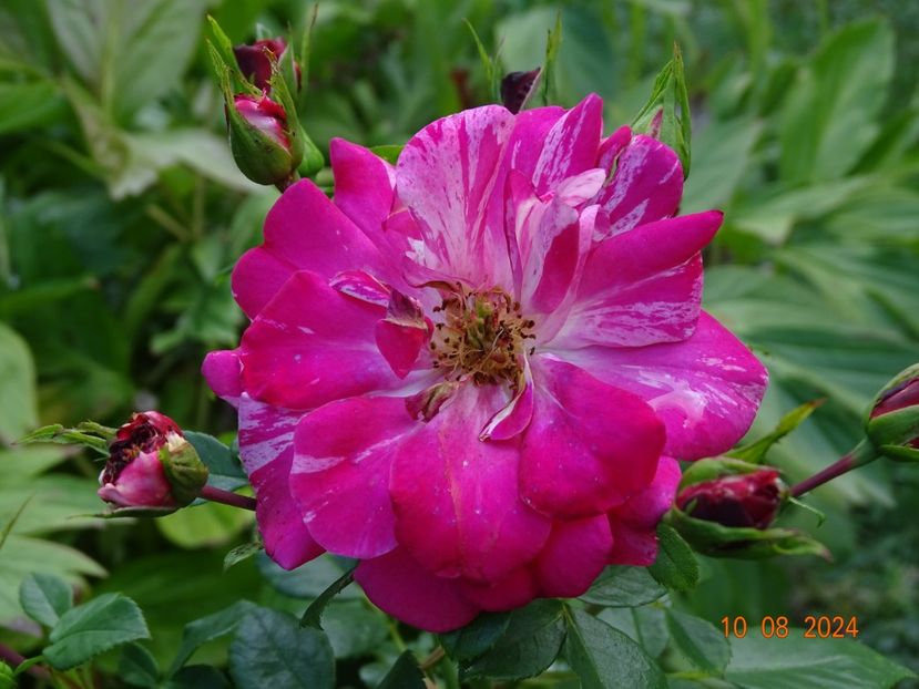  - Trandafiri 2024 4