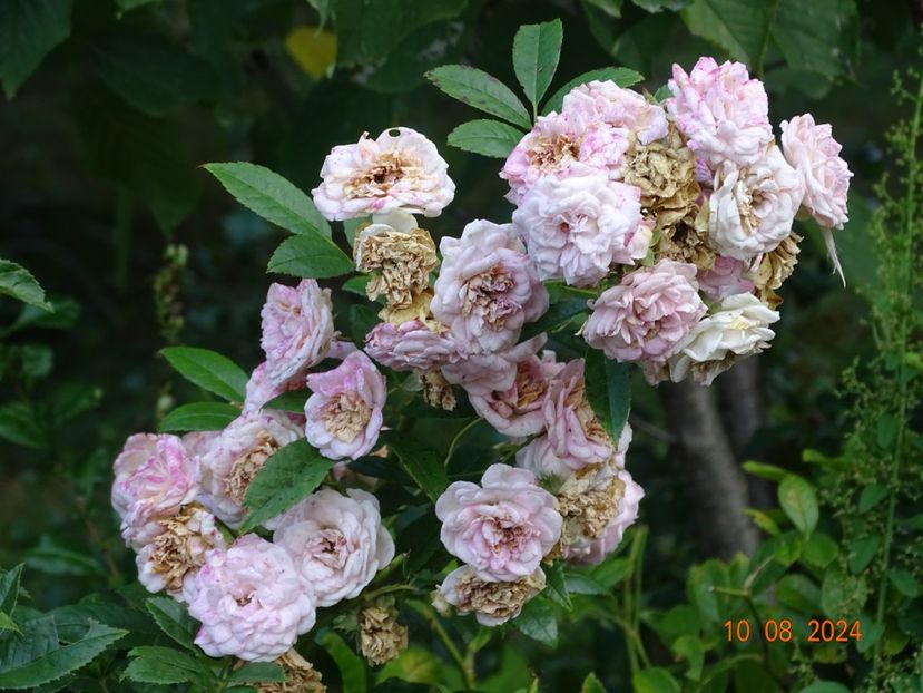  - Trandafiri 2024 4