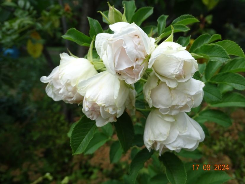  - Trandafiri 2024 4