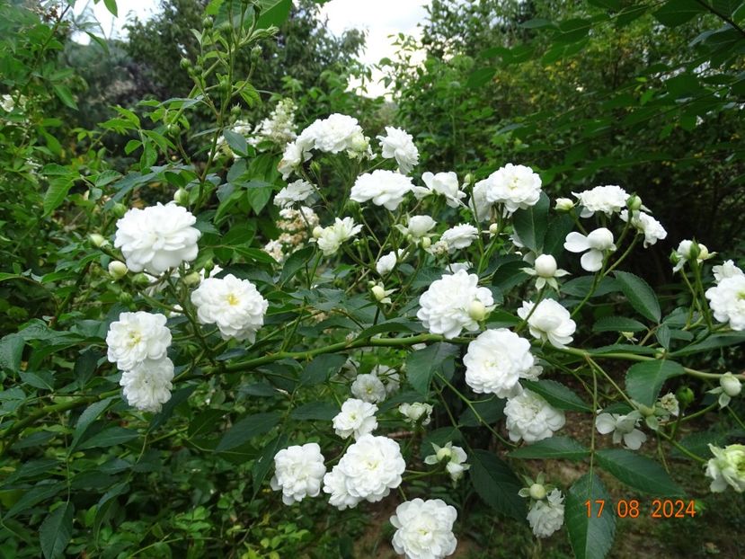  - Trandafiri 2024 4