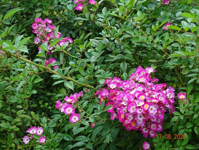  - Trandafiri 2024 4