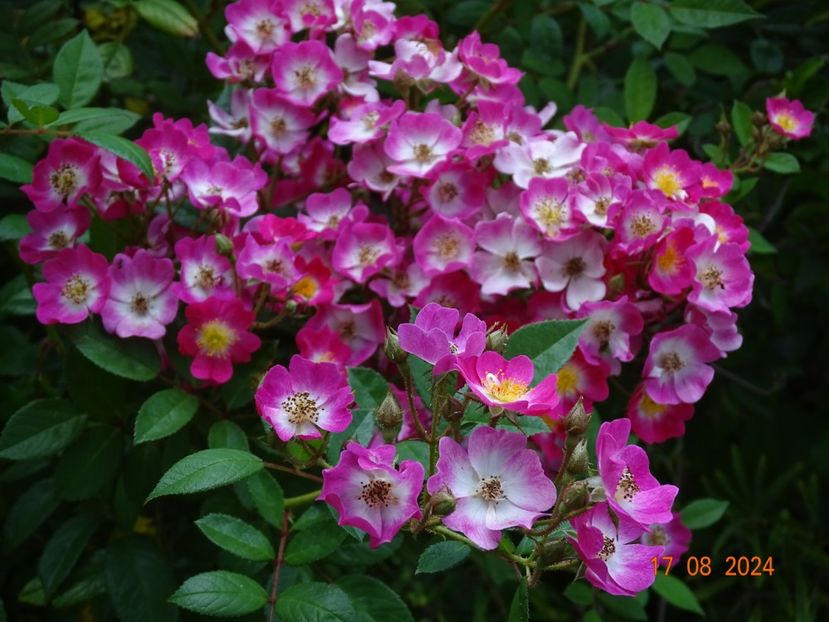  - Trandafiri 2024 4