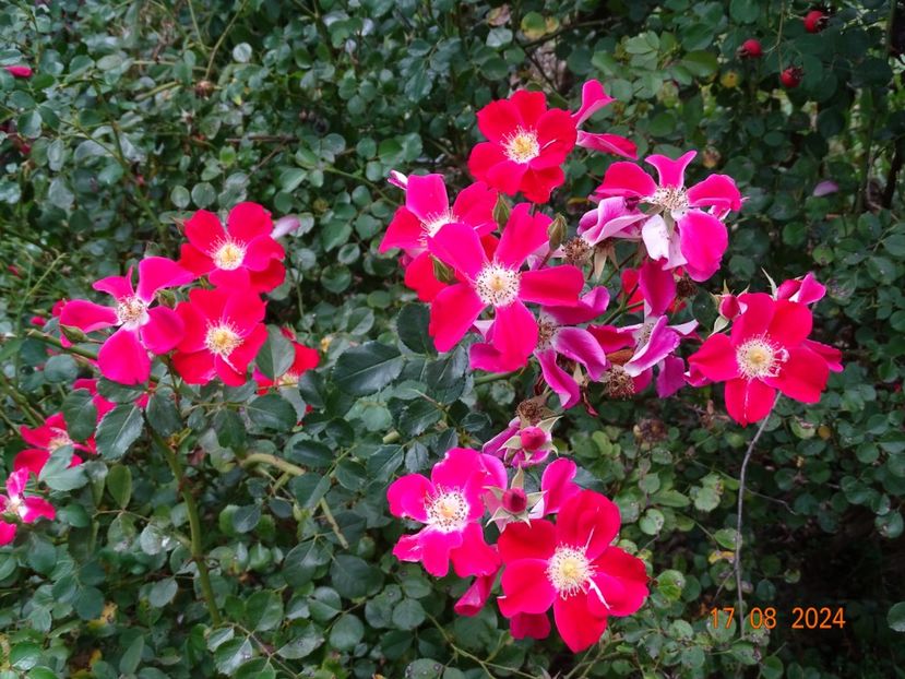 - Trandafiri 2024 4