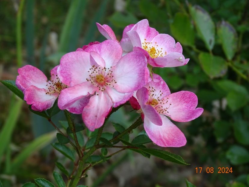  - Trandafiri 2024 4