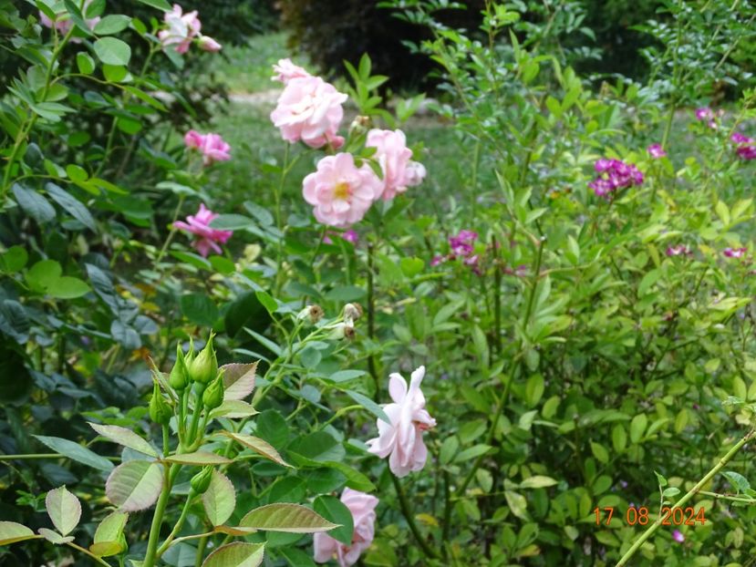  - Trandafiri 2024 4