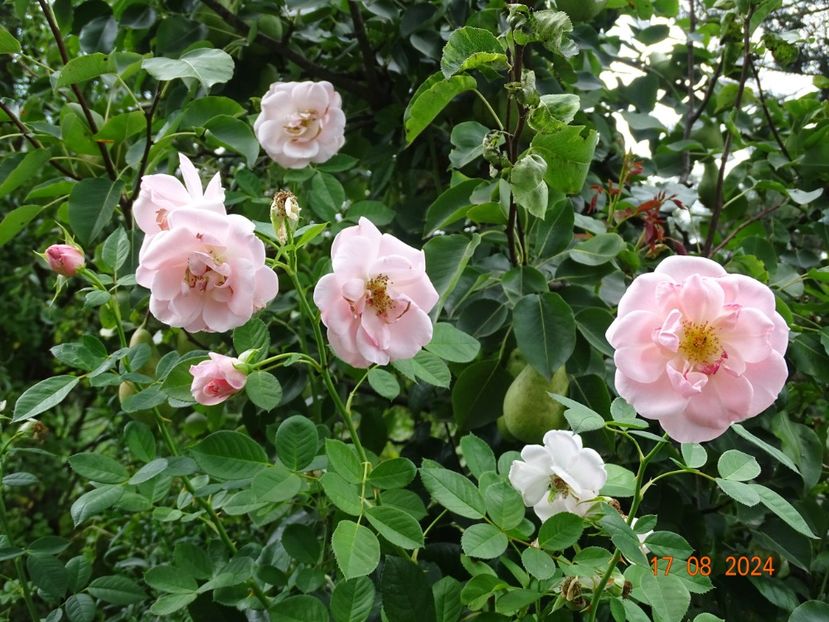  - Trandafiri 2024 4