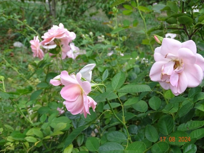  - Trandafiri 2024 4