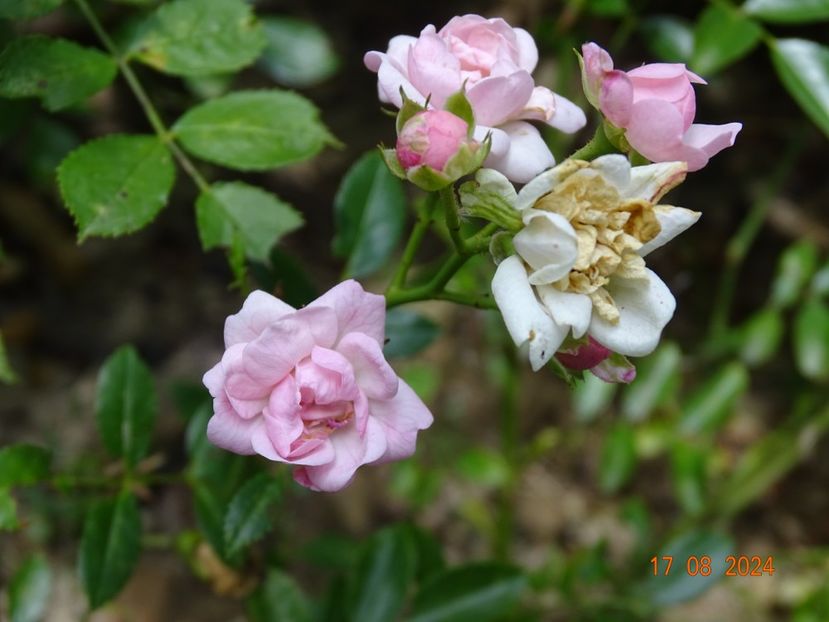  - Trandafiri 2024 4