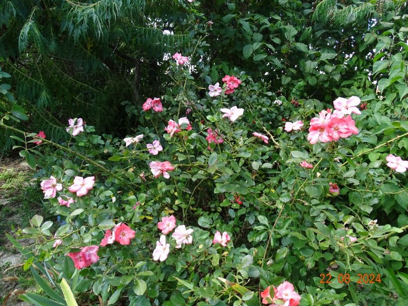  - Trandafiri 2024 4