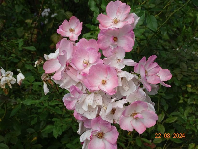  - Trandafiri 2024 4