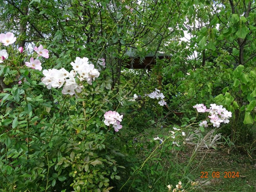  - Trandafiri 2024 4