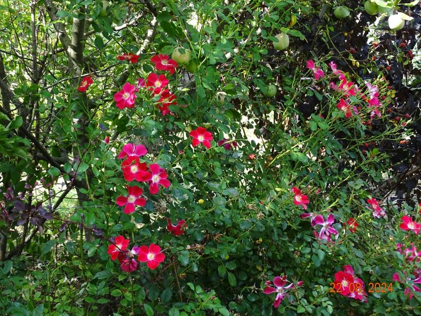  - Trandafiri 2024 4