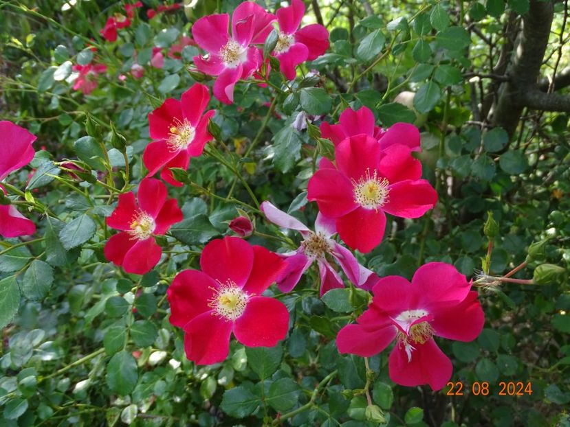  - Trandafiri 2024 4