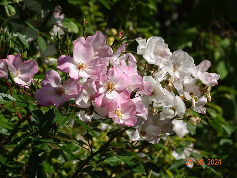  - Trandafiri 2024 4