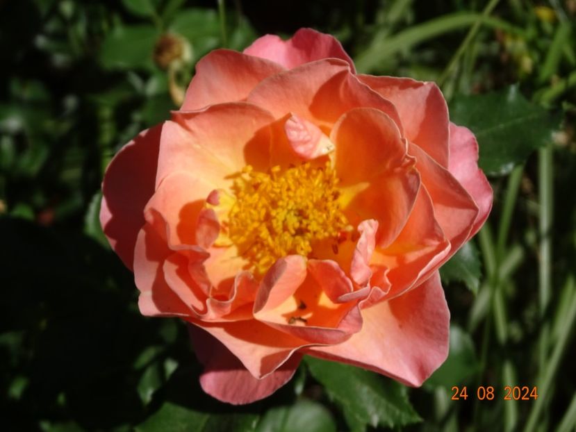  - Trandafiri 2024 4