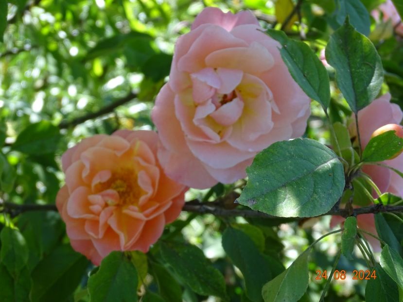  - Trandafiri 2024 4