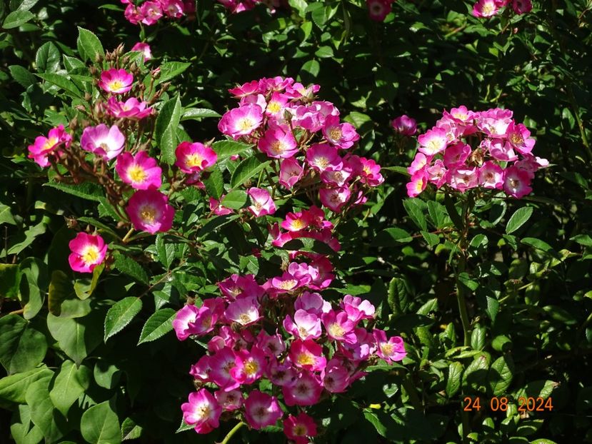  - Trandafiri 2024 4