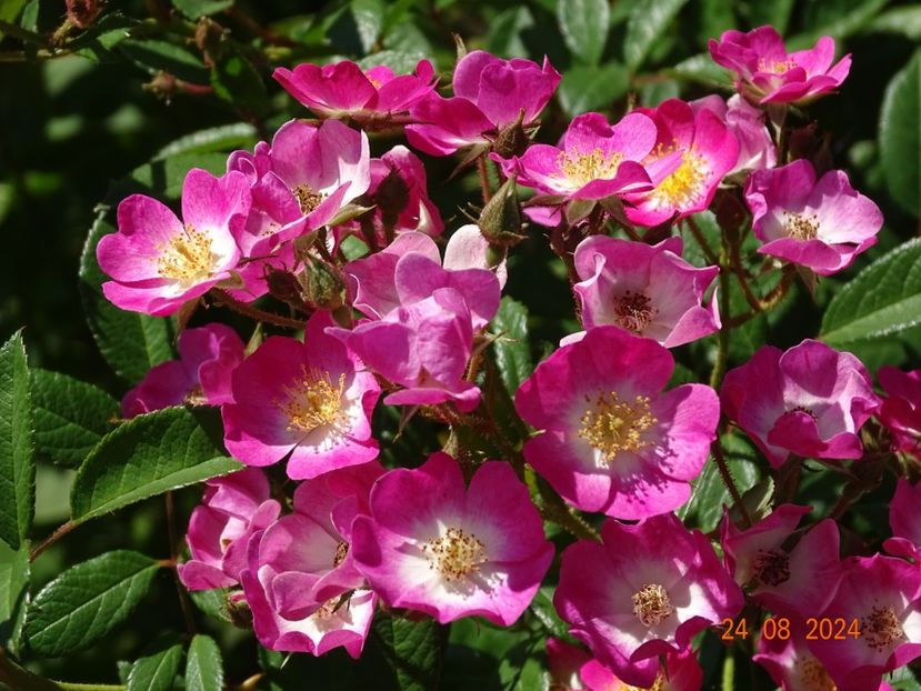  - Trandafiri 2024 4