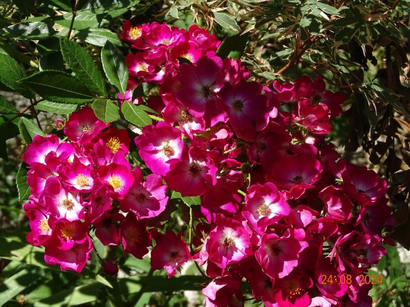  - Trandafiri 2024 4