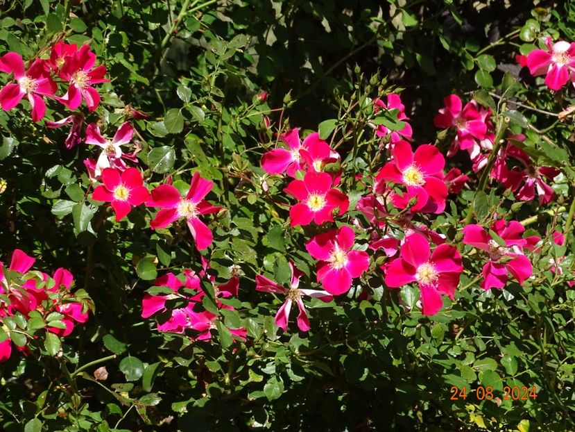  - Trandafiri 2024 4