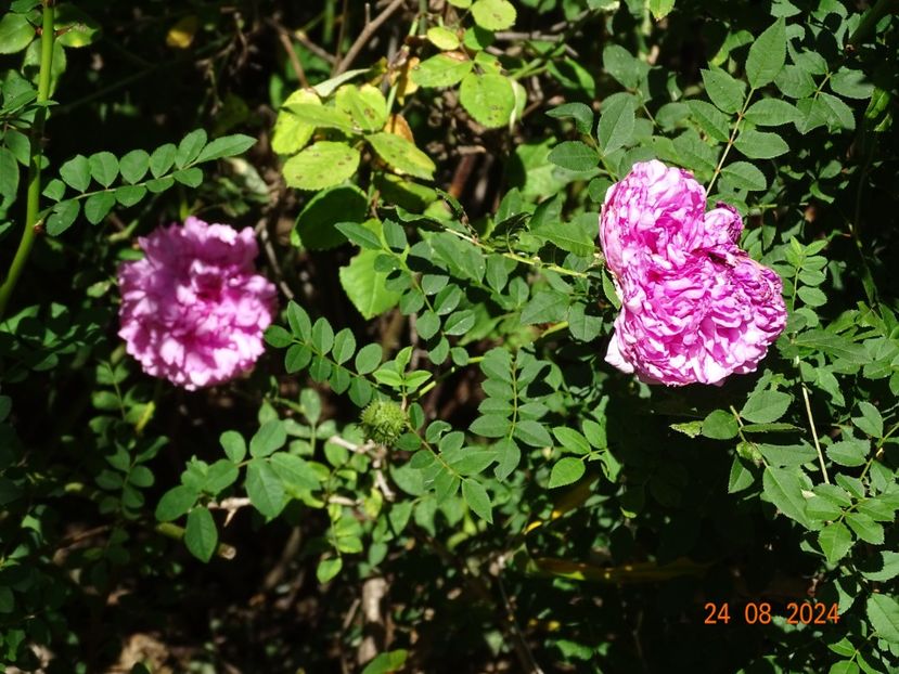  - Trandafiri 2024 4