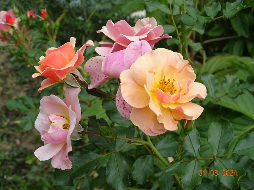  - Trandafiri 2024 4