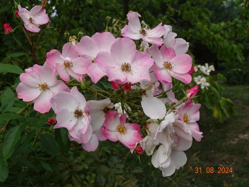  - Trandafiri 2024 4