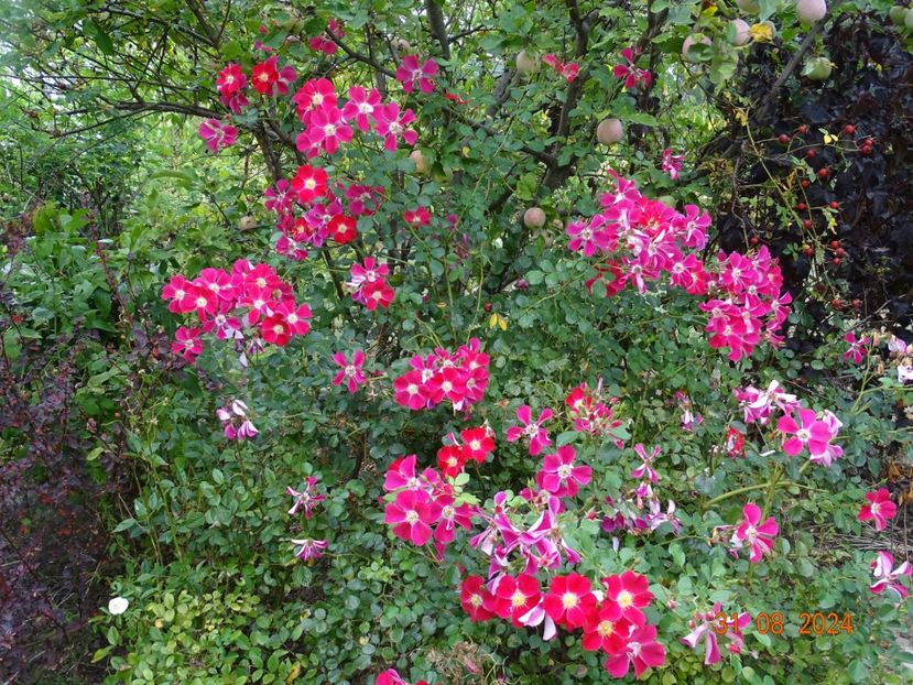  - Trandafiri 2024 4