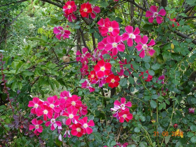  - Trandafiri 2024 4