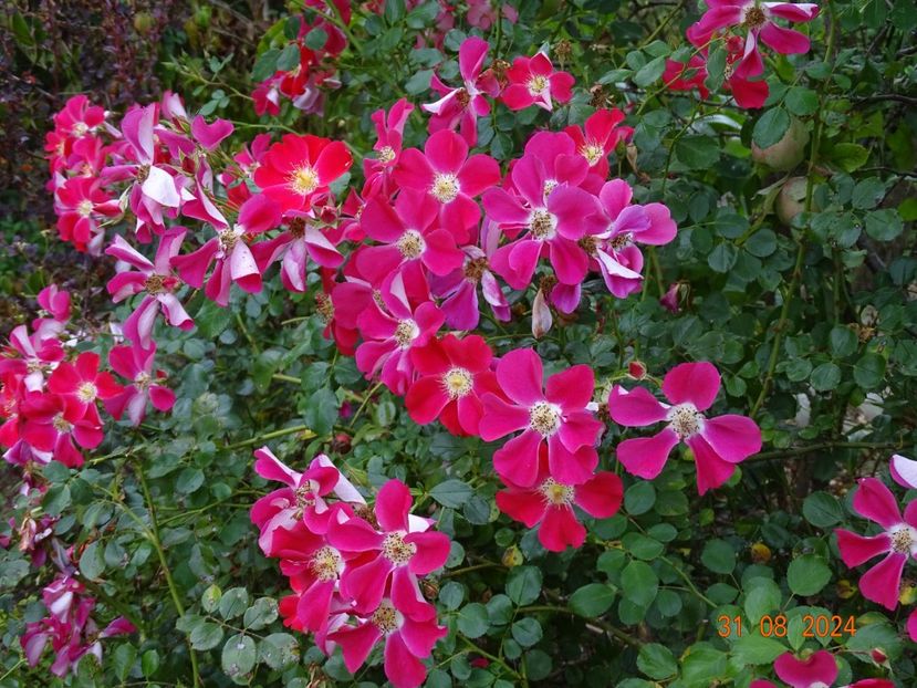  - Trandafiri 2024 4