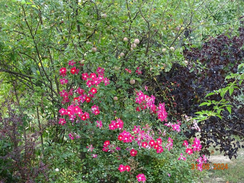  - Trandafiri 2024 4