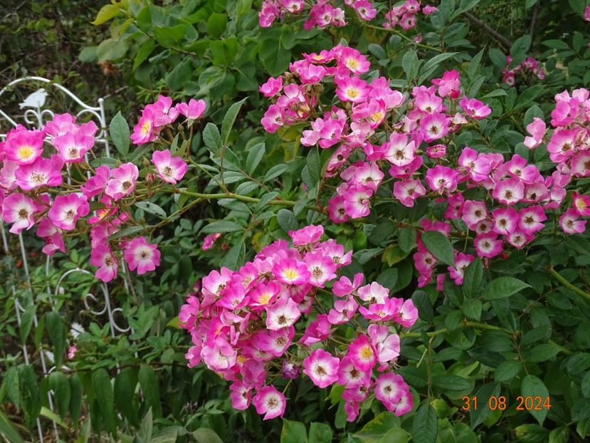  - Trandafiri 2024 4