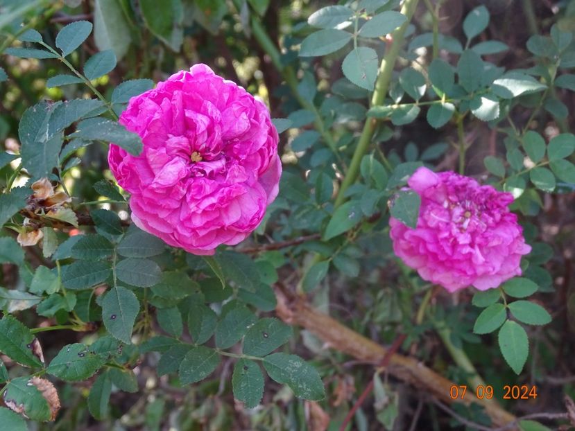  - Trandafiri 2024 4