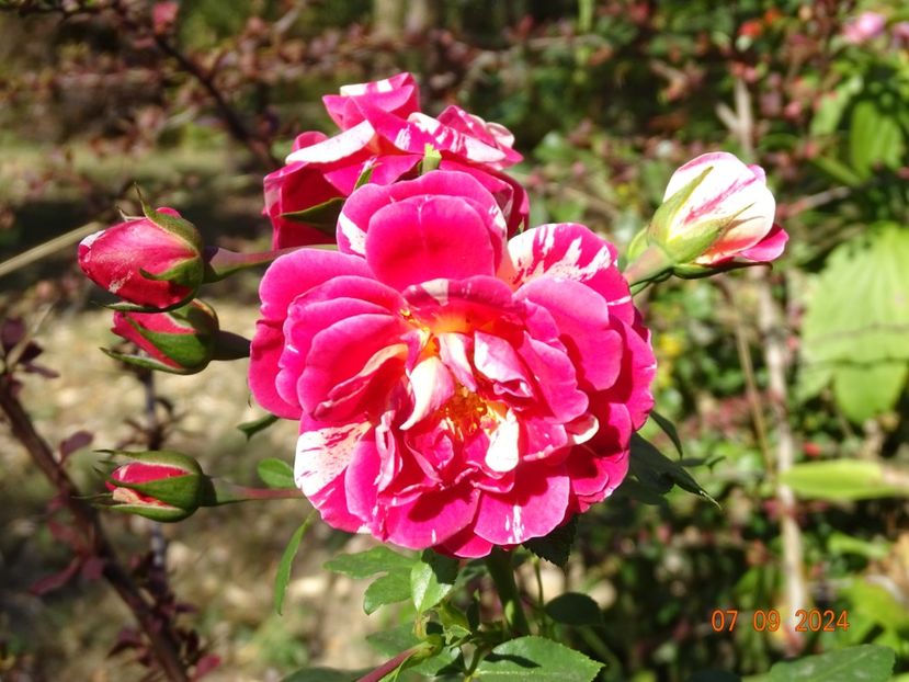  - Trandafiri 2024 4