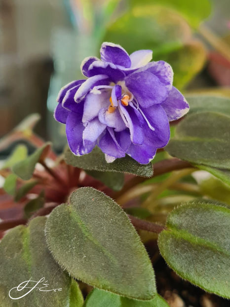  - LE-Buketik Origami