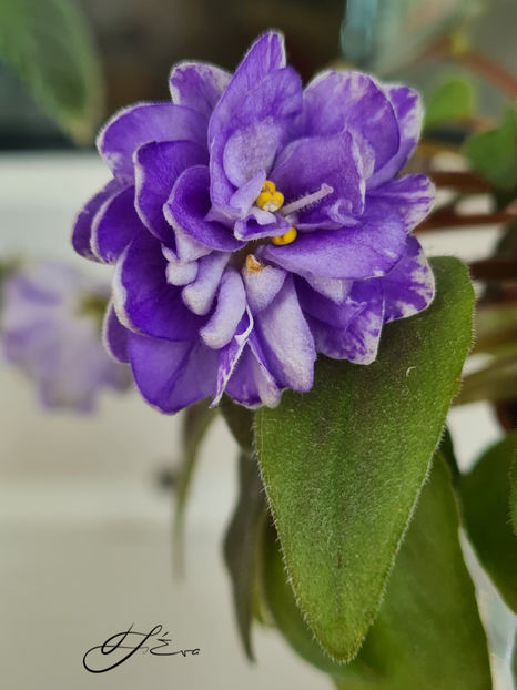  - LE-Buketik Origami