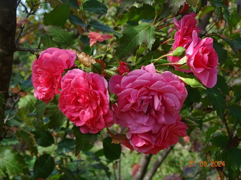  - Trandafiri 2024 4