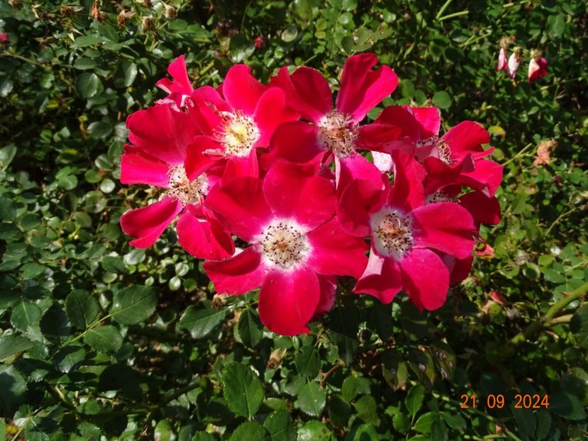  - Trandafiri 2024 4