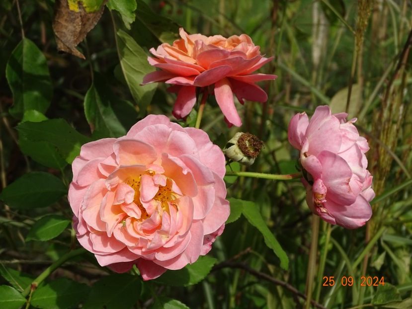  - Trandafiri 2024 4