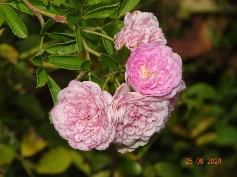  - Trandafiri 2024 4