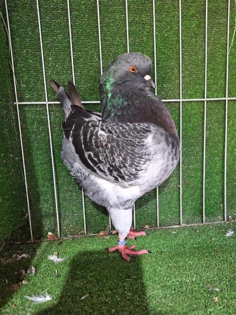 1-0 de vanzare - King 2024