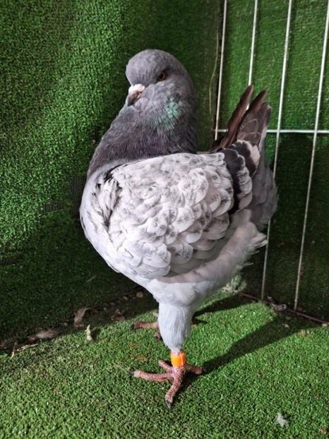 1-0 de vanzare - King 2024