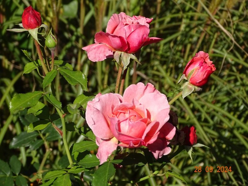  - Trandafiri 2024 4