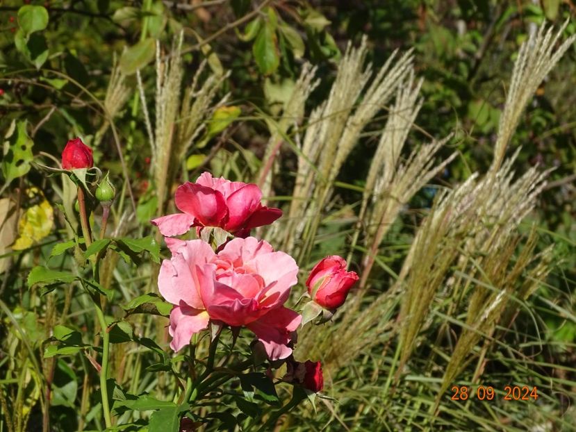  - Trandafiri 2024 4