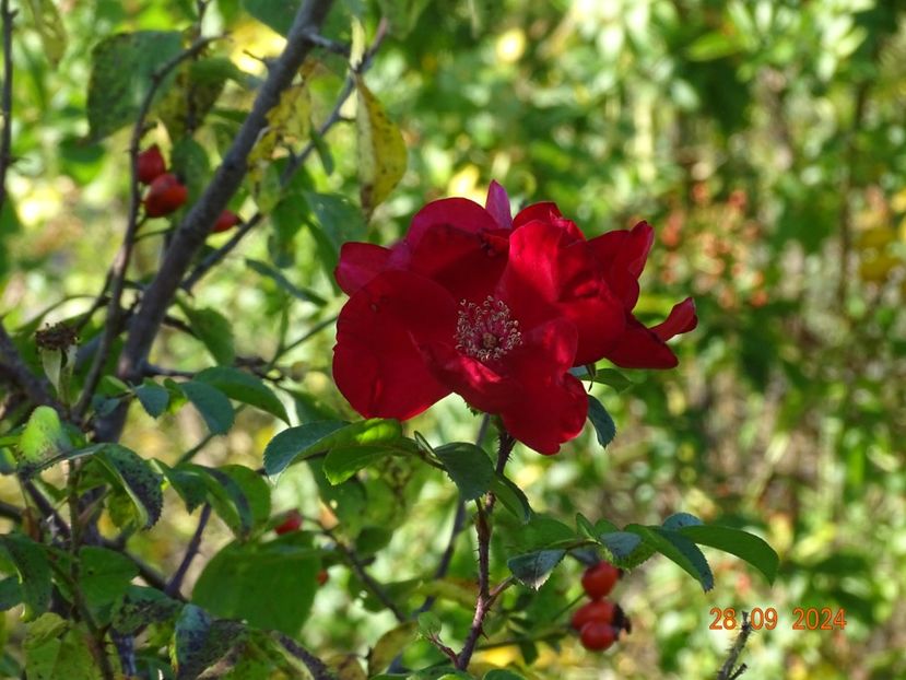  - Trandafiri 2024 4