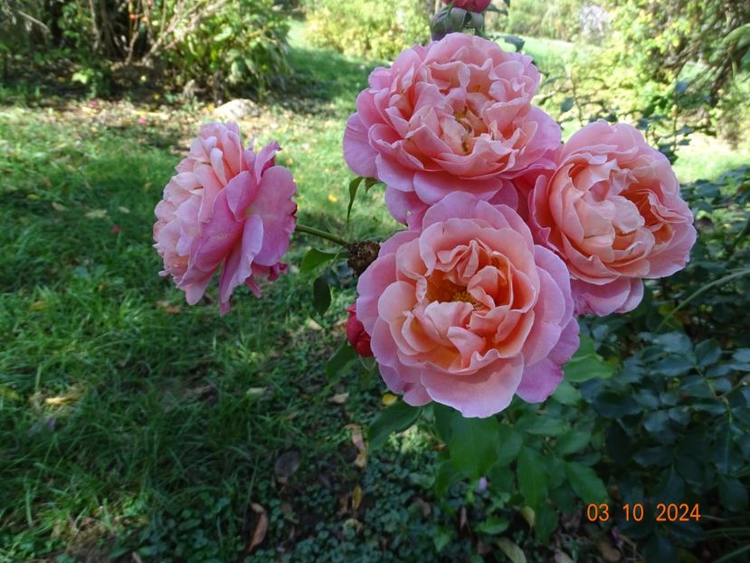  - Trandafiri 2024 4